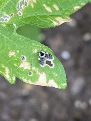 Lepiseodina conspicua