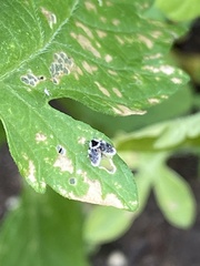 Lepiseodina conspicua