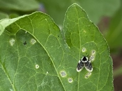 Lepiseodina conspicua