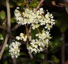 Scandia geniculata