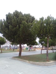 Pinus pinea