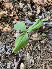 Trillium erectum