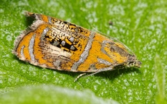 Olethreutes arcuella