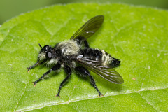 Laphria divisor