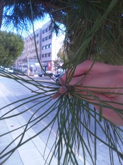 Pinus pinea