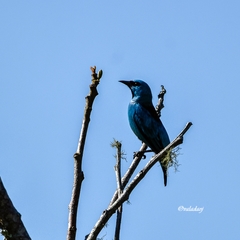 Dacnis nigripes