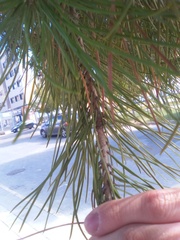 Pinus pinea