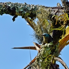 Dacnis nigripes