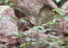 Dendronanthus indicus