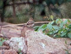 Dendronanthus indicus