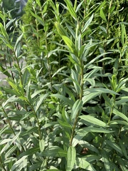 Solidago canadensis