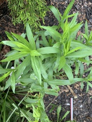 Solidago canadensis