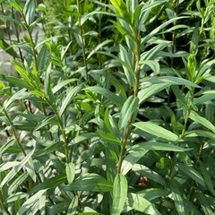 Solidago canadensis