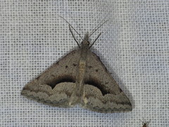 Dichromodes euscia