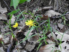 Hieracium nobile