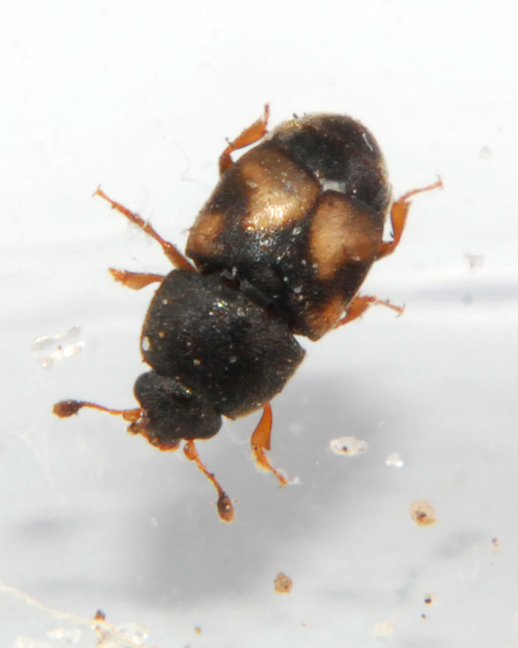 Dried Fruit Beetle (Florianopolis Insects, no Lepidoptera) · iNaturalist
