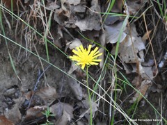 Hieracium nobile