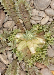 Eryngium vesiculosum