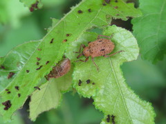 Phelypera distigma