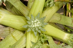Eryngium vesiculosum