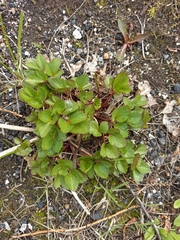 Ligusticum scothicum
