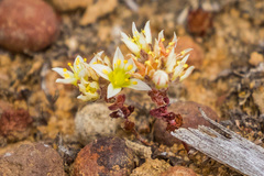 Dudleya brevifolia