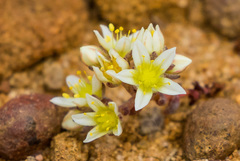 Dudleya brevifolia