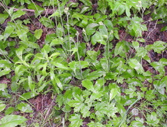 Hieracium sylvularum