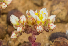 Dudleya brevifolia