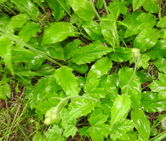 Hieracium sylvularum