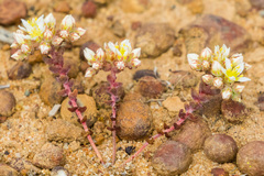 Dudleya brevifolia