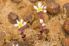 Dudleya brevifolia
