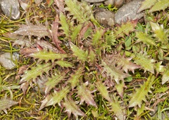 Eryngium vesiculosum
