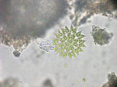 Pediastrum