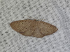 Poecilasthena anthodes