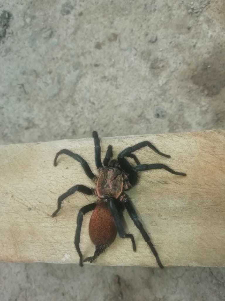 Linothele uniformis