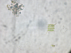 Scenedesmus