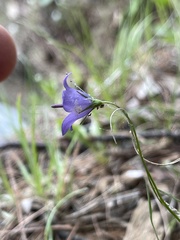 Campanula intercedens
