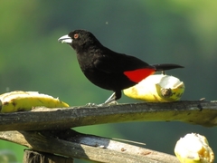 Ramphocelus flammigerus flammigerus