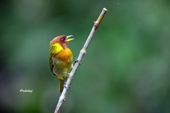 Hemithraupis ruficapilla