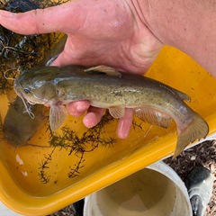 Ameiurus platycephalus