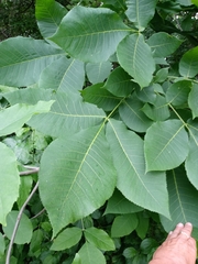 Carya ovata