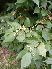 Lonicera maackii