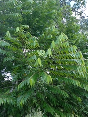 Xylopia frutescens