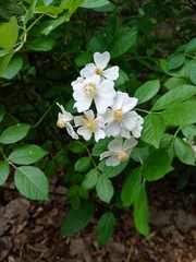 Rosa multiflora