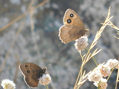 Cercyonis pegala boopis