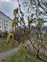 Alnus alnobetula fruticosa