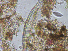 Bacillariophycidae