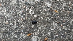 Carabidae