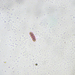 Chromatium okenii - Photo (c) dava123, alguns direitos reservados (CC BY-NC), uploaded by dava123